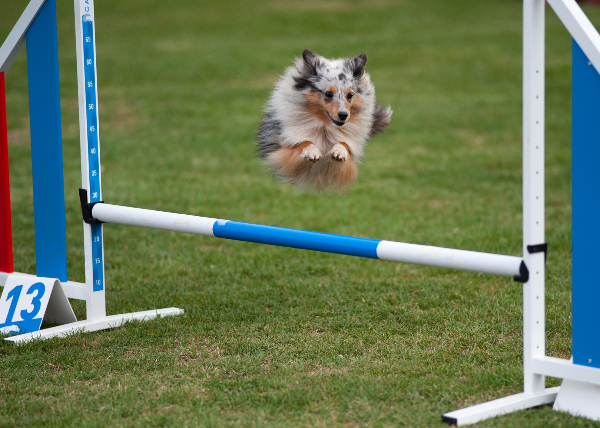 Perro realizando un salto de agility